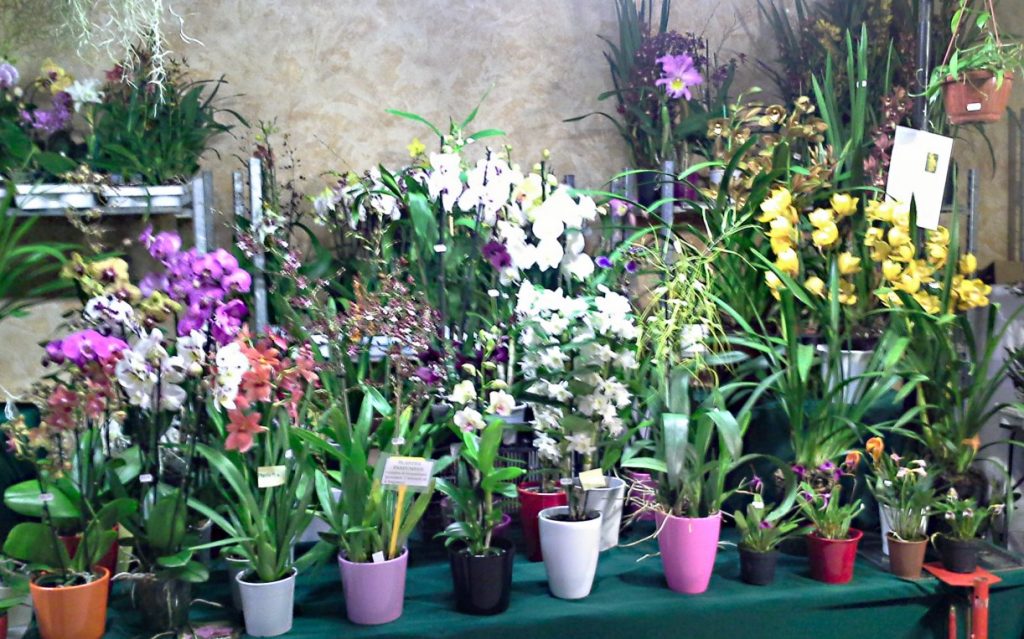 Barsac Orchidées