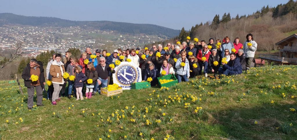 cueillette des jonquilles