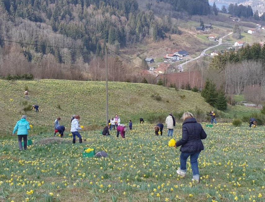 Aide à la cueillette des jonquilles