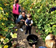 Les vendanges kiwaniennes