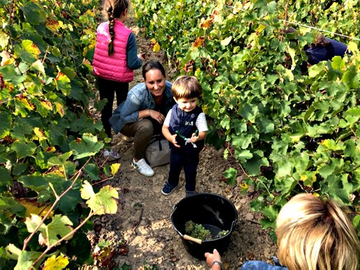 Les vendanges kiwaniennes pour les enfants du monde