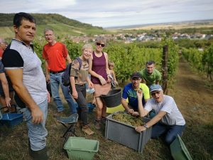 les vendanges du cœur