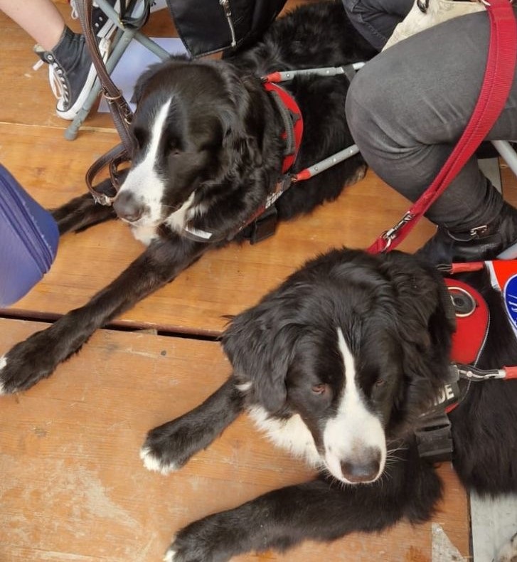Le club Salon Nostradamus visite la fondation GAILLANNE école de chiens guides pour enfants déficients visuels